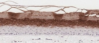 <b>C</b>. In-Vitro Organotypic Skin Culture