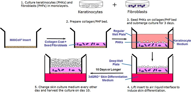 Organotypic human skin culture protocol overview.