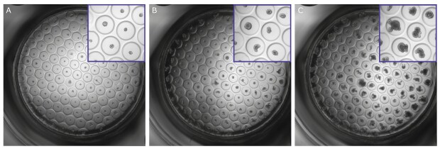 Representative examples of mouse intestinal organoids grown on Millicell® Microwell plates over time