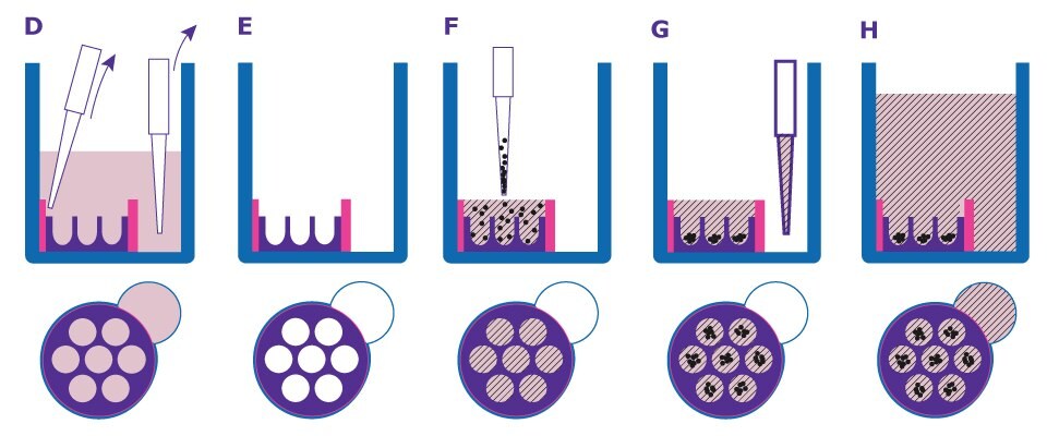 Seeding organoids into a Millicell<sup>®</sup> Microwell plate Figure 2 need combined file
