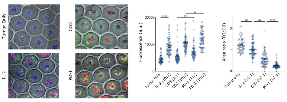 Brightfield images of tumor cells with T cells and quantification of propidium iodide and tumor spheroid are.