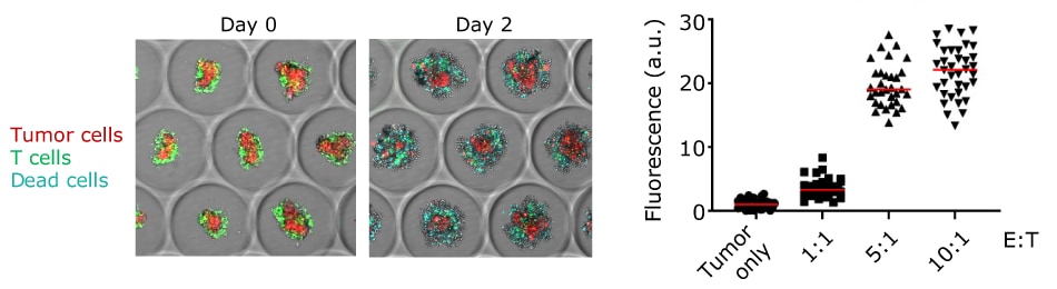 Brightfield imaging of melanoma tumor spheroids co-cultured with targeting T cell and quantification of propidium iodide intensity