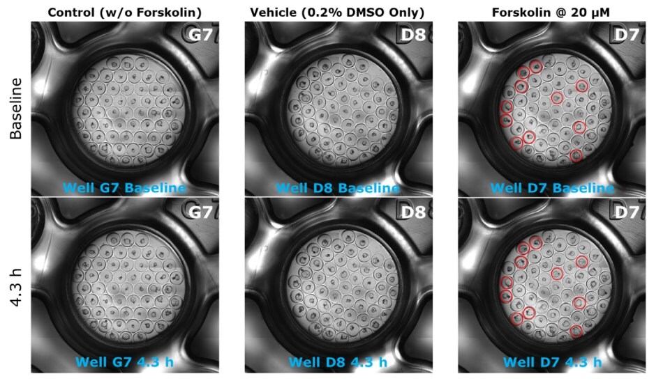 Time-lapse of Forskolin Induced Swelling assay Microscopy images of a time lapse of forskolin induced swelling assay using colon organoids. The top three images are at baseline and the bottom three are after 4.3 hours of the assay. Each of the six wells have microwells within them, and organoids within the microwells. The images are separated into three, with the first two as the control without forskolin, the second two are the vehicle with 0.2% DMSO, and the last two are forskolin at 20 µM.