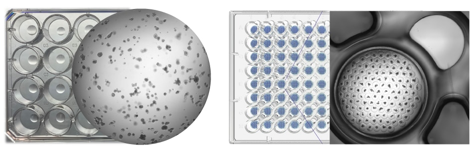 : Plate comparison for traditional organoid culture vs Millicell® Microwell 96-well plates