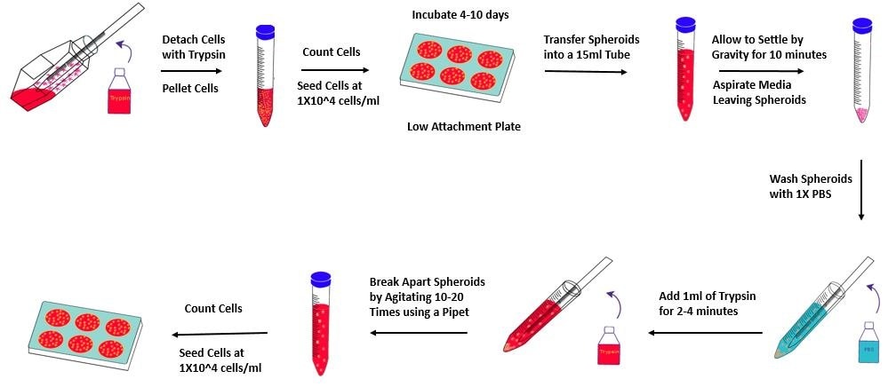 Overview of the Tumorsphere Formation Protocol to generate 3D cancer stem cell spheroids