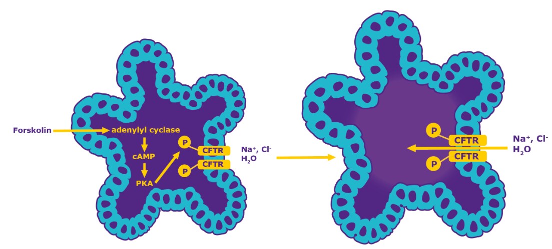 Mechanism of organoid-based forksolin-induced swelling assays