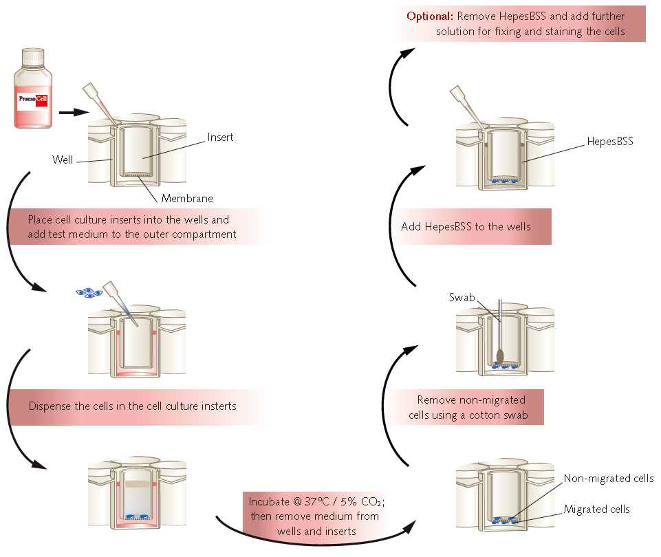 Workflow of endothelial cell transmigration and invasion assays.