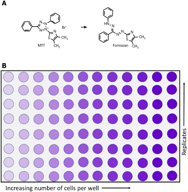 Metabolism of MTT to a formazan salt and 96-well plate