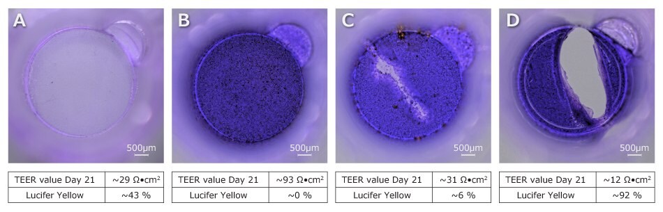 Four membranes in various stages of a scratch assay stained with crystal violet. The first from the left is membrane only, the second is an intact membrane, the third is a scratched cell monolayer, and the fourth is a scratched membrane.