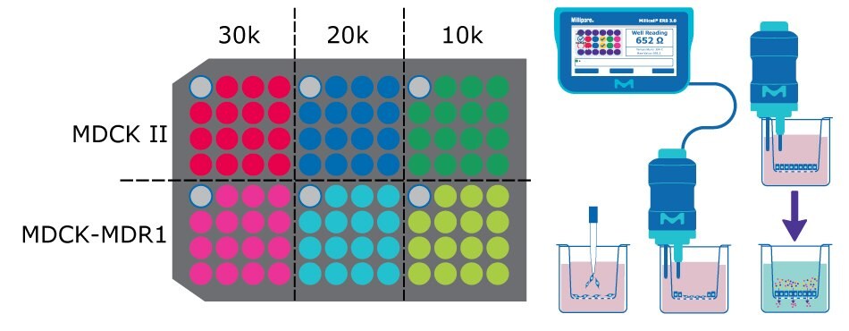 On the left, a plate map broken into six sections for the different seeding densities and cell types. On the right, a diagram the assay protocol including seeding the cells and TEER readout.