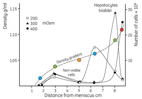 Fractionation of rat liver hepatocytes cells