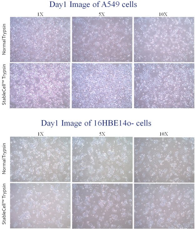 StableCell™ Trypsin vs Normal Trypsin