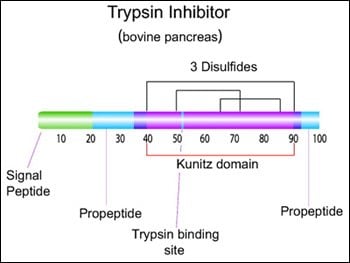 胰蛋白酶抑制剂（来自牛胰腺）