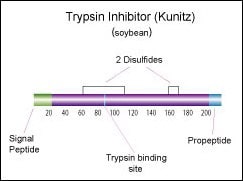 Kunitz胰蛋白酶抑制剂（大豆）