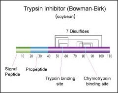 Bowman-Birk胰蛋白酶抑制剂（大豆）