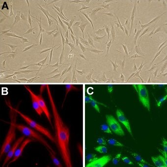 106-05a-cells