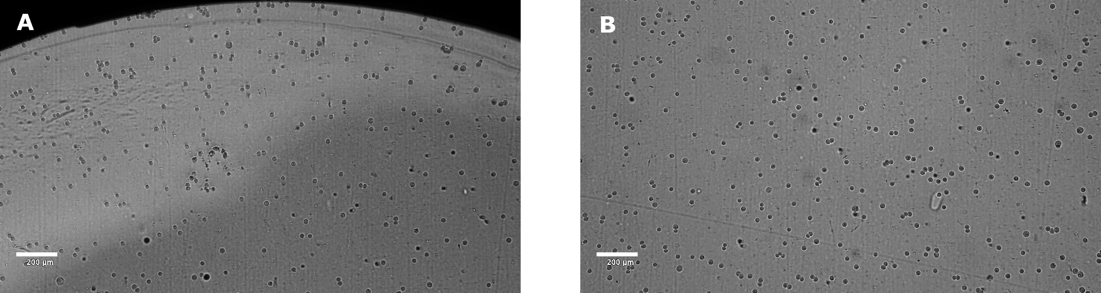 Distribution of target cells for ADCC assay Plating of target cells for ADCC assay
