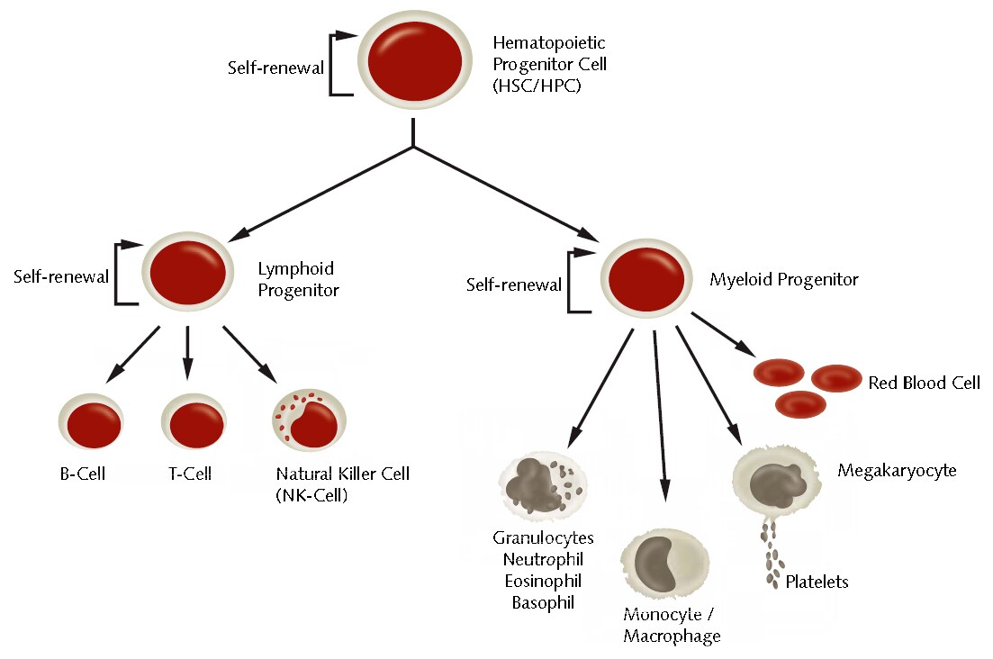 Differentiation of hematopoietic stem cells into various blood and immune cell types.