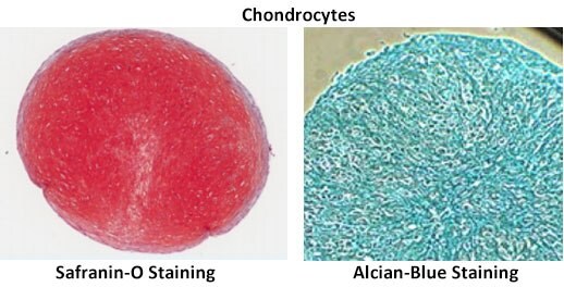 chondrocytes