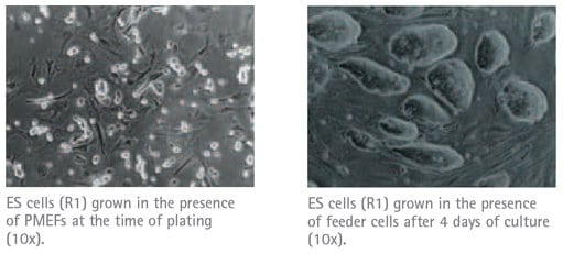 ES Cell Culture with PMEF Feeder Cells