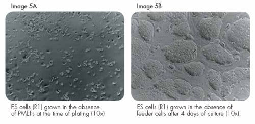 ES Cell Culture without PMEF Feeder Cells