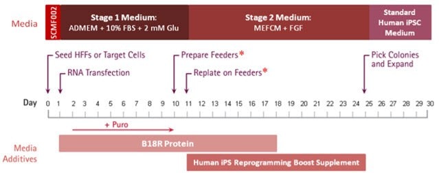 Simplicon RNA Human HFF Reprogramming Timeline