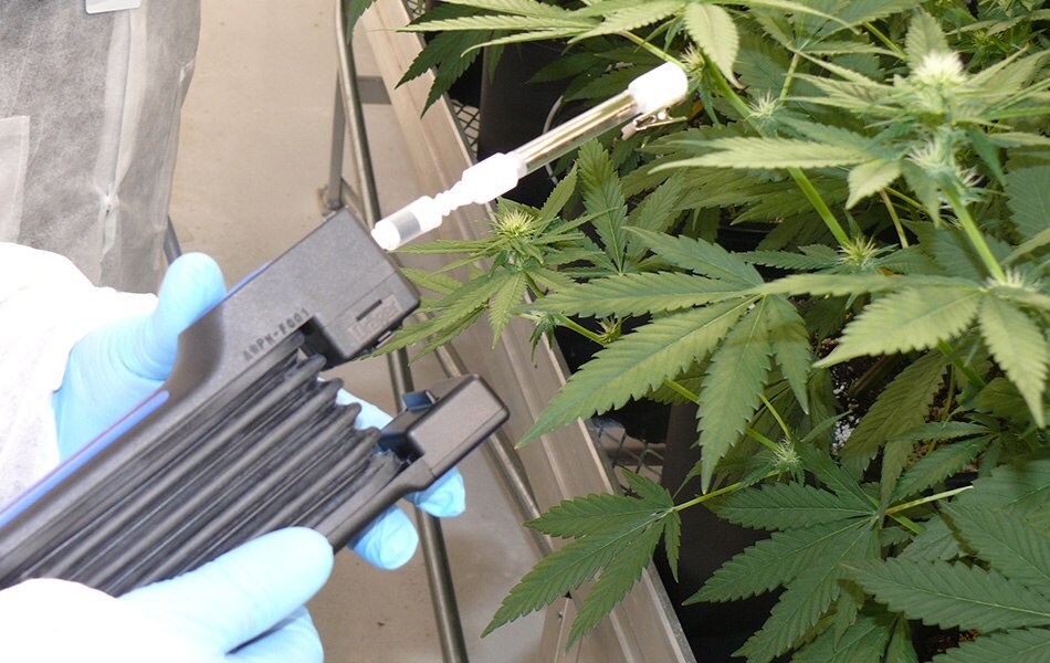 Indoor Measurement of Terpenes A gloved hand holds a black detector tube pump with a glass Carbotrap® T420 TD tube attached, positioned near a flowering cannabis plant in a greenhouse. Green cannabis leaves are visible in the background.