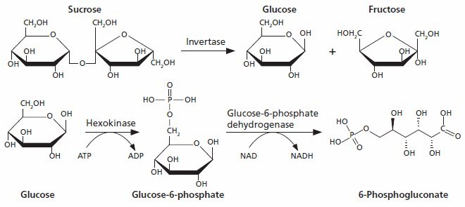 蔗糖检测试剂盒 蔗糖被转化酶水解为葡萄糖和果糖。