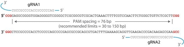 CRISPR Cas3