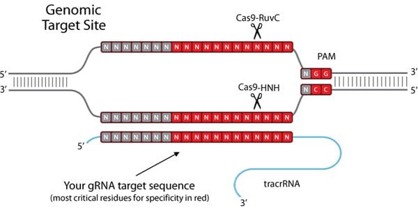 Genomic Target Site