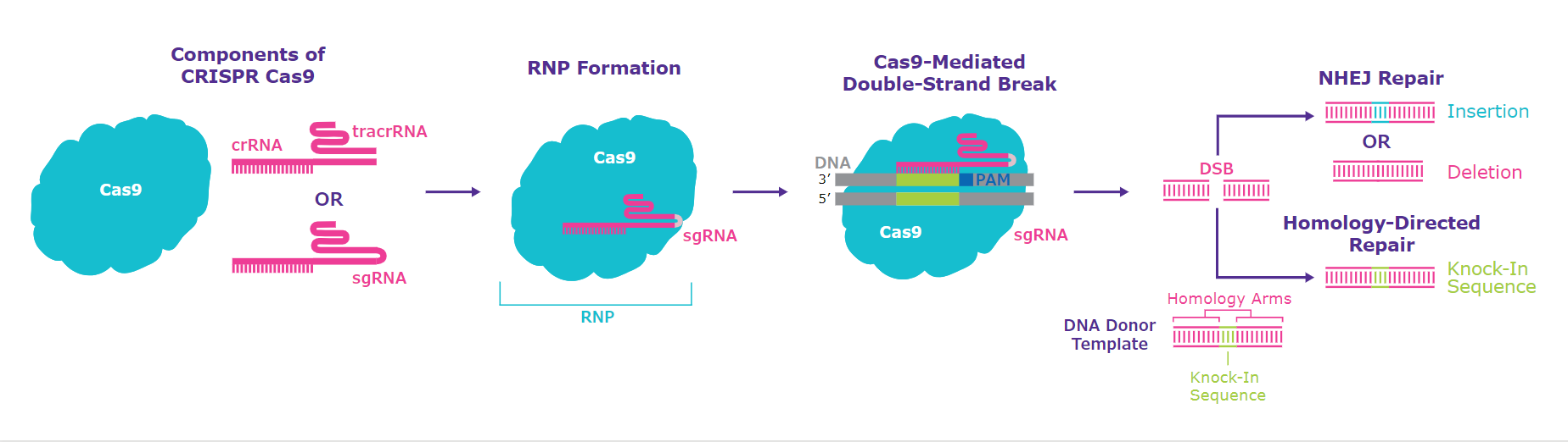 Schematic diagram of the CRISPR one-part and two-part systems with Cas9 protein, demonstrating the composition of the Ribonucleoprotein (RNP). After a double-strand break is created two possible repair pathways are taken by the cellular DNA machinery; Non-Homologous End Joining (NHEJ), Indel formation or Homology-Directed Repair (HDR) for targeted insertions or knock-ins.