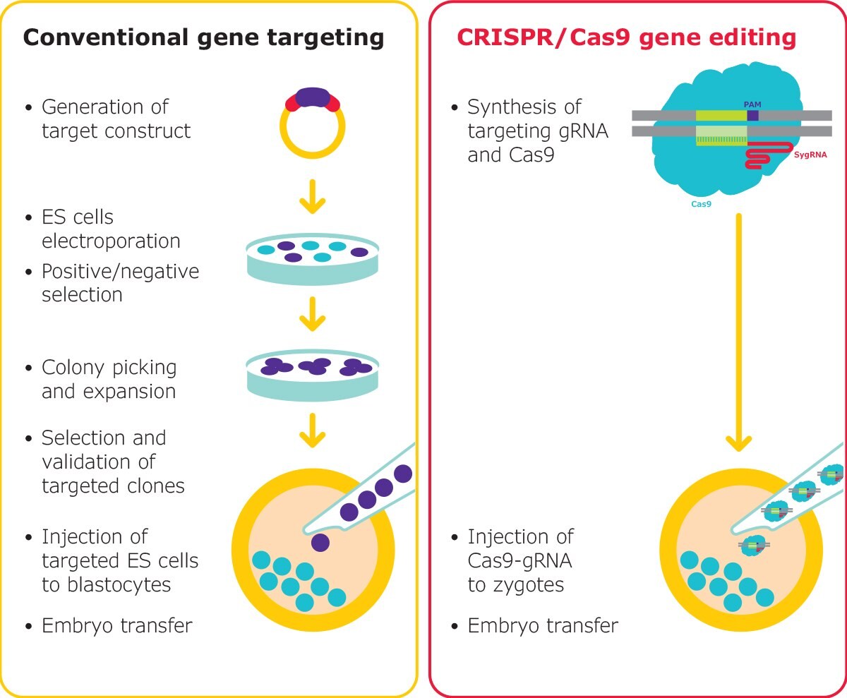 Gene editing in mouse embryos