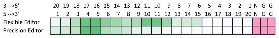 Heat map showing two gene editing windows with 3’ to 5’ and 5’ to 3’ positions indicated.