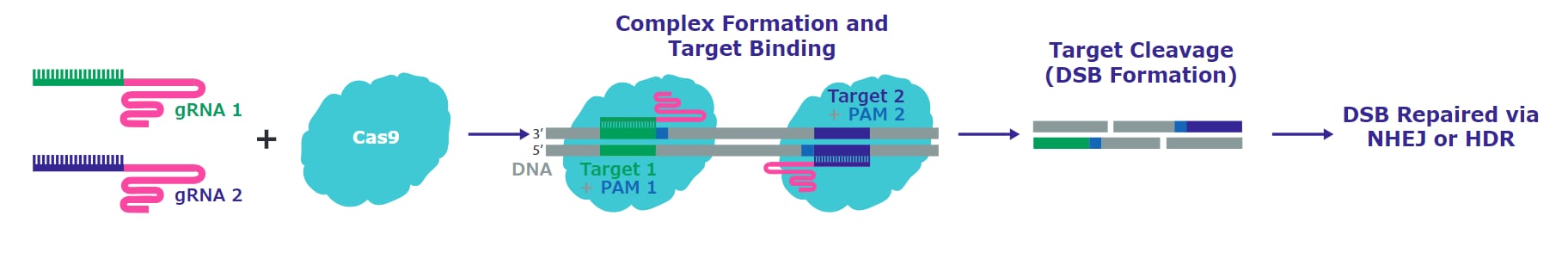 Editing with RNP Nickase systems, with only a single active cutting domain, and then delivering with proximal guide RNAs in a pair allows precise double stranded breaks, and provides hyper-specific and efficient genome editing in cell types that are more difficult to edit.