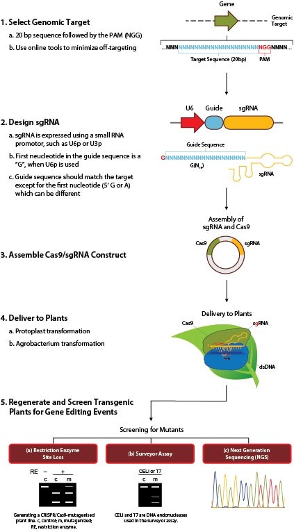 The pipeline of generating a CRISPR/Cas9-mutagenised plant line.