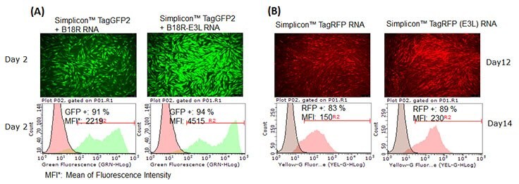 (A) E3L increased SimpliconTM RNA expression levels.  BJ human foreskin fibroblasts were co-transfected with SimpliconTM TagGFP2 and B18R RNA or B18R-E3L RNA. (B) E3L worked for continuous expression of SimpliconTM RNA. SimpliconTM TagRFP or TagRFP Simplicon (E3L) was co-transfected with B18R-E3L RNA and cultured with medium containing B18R protein and puromycin for 14 days.  RFP expressing cells were imaged on Day 12, and analyzed by FACS on Day 14. (C) SimpliconTM RNA can be transfected into a wide variety of cell types. Simplicon™ TagGFP2 RNA and B18R-RNA were co-transfected with Human iPSCs, LX2 human hepatic stellate cell line (MilliporeSigma SCC064), human mesenchymal stem cells (MSCs, MilliporeSigma SCC034) by MessengerMAX™ transfection reagent. For human primary T cells (PBMCs stimulated with CD3/CD28), electroporation method was used.