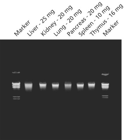 用 GenElute™ 哺乳动物基因组 DNA 纯化试剂盒从指定小鼠组织中分离纯化的基因组 DNA。在 0.8% 琼脂糖凝胶上分析基因组 DNA (200 ng/lane) ,以说明产量和完整性。标记物为用 Hind III 消化的 λDNA。 哺乳动物试剂盒