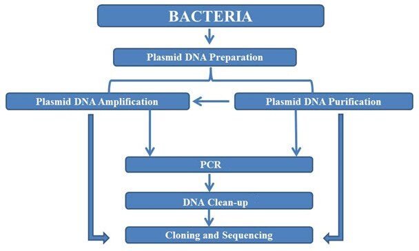 从质粒制备和提取核酸工作流程