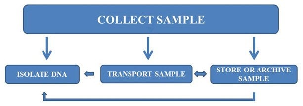 包含样本收集、运输、存档和DNA纯化的工作流程。