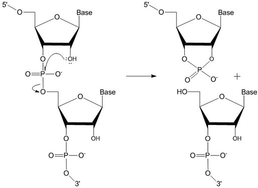 RNA autocatalysis