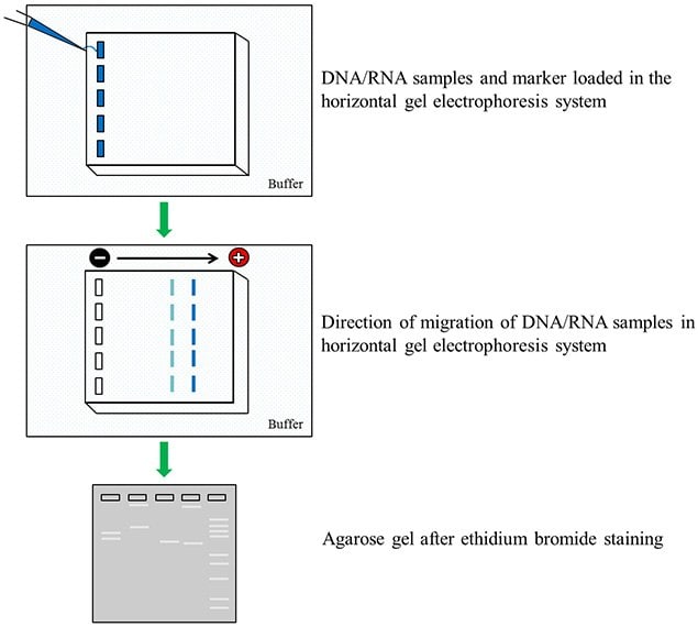 Agarose gel electrophoresis of nucleic acids