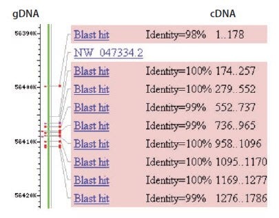 BLAST alignment of cDNA sequence with genomic DNA sequence