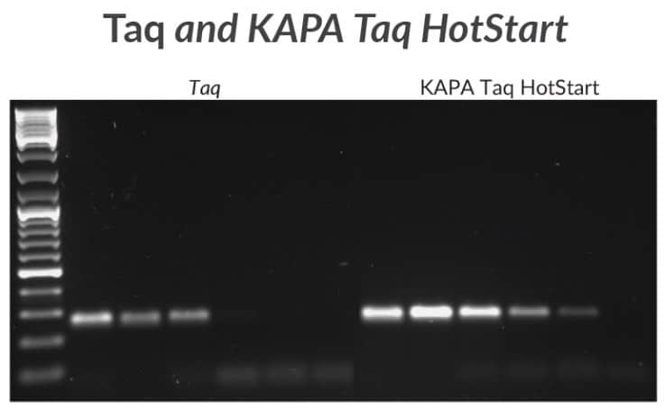 采用KAPA Taq或KAPA Taq HotStart对支原体DNA中一段270 bp的扩增子进行扩增。从1 ng DNA开始使用10X的模板梯度稀释进行灵敏度测试。