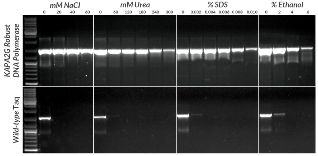 采用KAPA2G Robust HotStart PCR试剂盒和野生型热启动Taq聚合酶，在存在有四种常见PCR抑制剂的情况下，对1 pg质粒DNA进行一段1.5 kb片段的扩增。