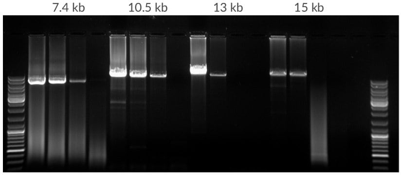 在每25 μL反应中对起始为50 ng、10 ng、2 ng、400 pg的人基因组DNA的模板稀释液进行扩增。扩增子长度为7.5 kb、10.5 kb、13 kb和15 kb。35个循环，68ºC延伸温度。
