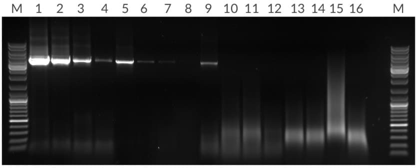 *在每25 μL反应中对50 ng、10 ng、2 ng和400 pg的人基因组DNA进行4.5 kb片段的扩增。泳道：(M) 分子量标记， (1 &ndash; 4) KAPA长片段HotStart， (5 &ndash; 8) 竞品T， (13 &ndash; 16) 竞品R。