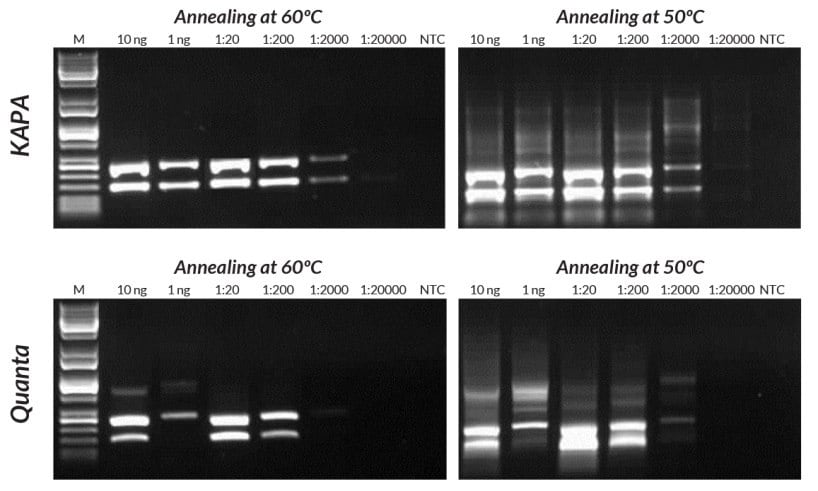 与Quanta小鼠基因分析试剂盒相比，KAPA小鼠基因分型试剂盒在多重PCR中表现出了更好的灵敏度、产量和特异性。为了证明在基因分型测定中使用次最佳退火温度的效果，反应分别在50°C或60°C下进行退火。