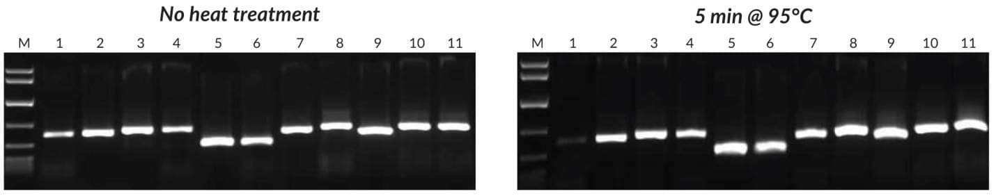采用Tab c/d引物对，对来自8株植物的叶片或种子进行粗制品PCR，其中1 μL的粗提取物是未经过热处理（左侧），而1 μL的粗提取物是经过热处理的（右侧）。