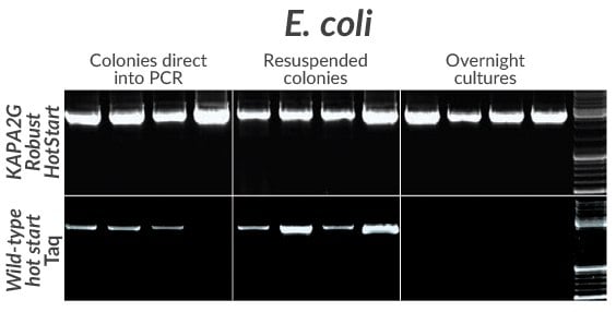 采用KAPA2G Robust HotStart（上方）或野生型Taq（下方）对四种常用的大肠杆菌菌株（DH5a、DH10B、JM109或BL21）中的一段2.7 kb克隆插入片段进行扩增。
