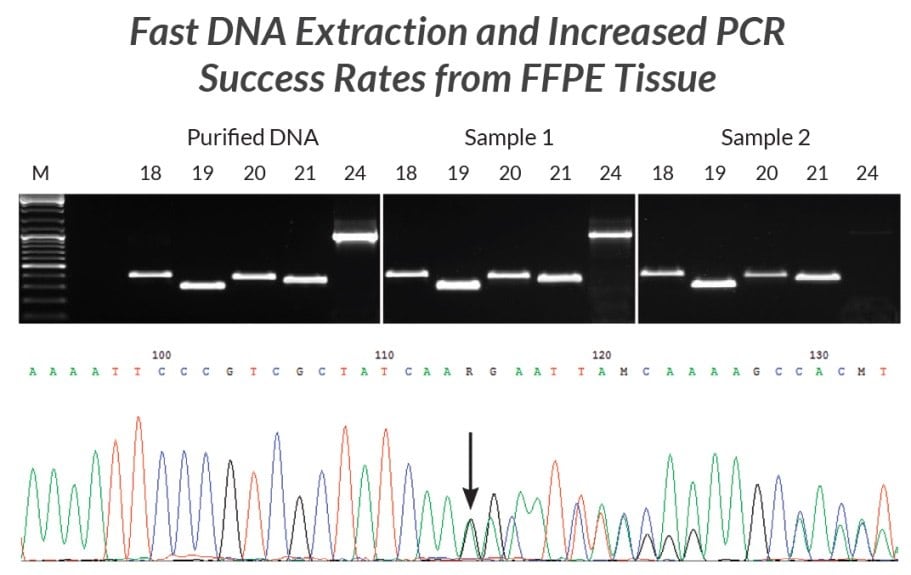DNA提取物是使用KAPA Express Extract从两个不同的FFPE样本中制备得到的。